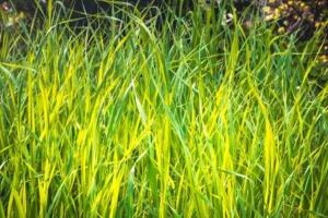 Doğa: Büyülü Dünyaya Yolculuk 44 doga 17