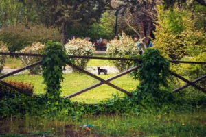 Doğa: Büyülü Dünyaya Yolculuk 27 doga 20