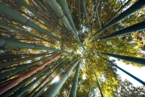 Doğa: Büyülü Dünyaya Yolculuk 56 doga 27