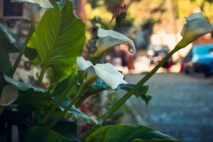 Doğa: Büyülü Dünyaya Yolculuk 46 doga 28