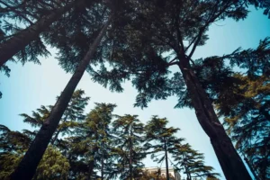 Doğa: Büyülü Dünyaya Yolculuk 6 doga 34