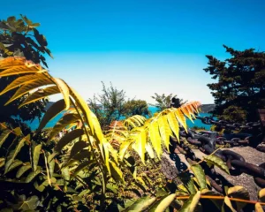 Doğa: Büyülü Dünyaya Yolculuk 33 doga 39