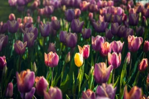 Doğa: Büyülü Dünyaya Yolculuk 38 doga 41