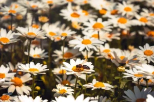 Doğa: Büyülü Dünyaya Yolculuk 4 doga 43