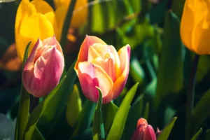 Doğa: Büyülü Dünyaya Yolculuk 30 doga 45