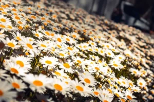 Doğa: Büyülü Dünyaya Yolculuk 65 doga 48