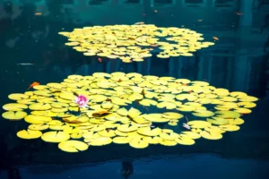 Doğa: Büyülü Dünyaya Yolculuk 18 doga 52