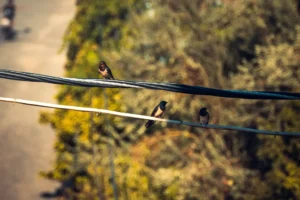 Doğa: Büyülü Dünyaya Yolculuk 26 doga 55