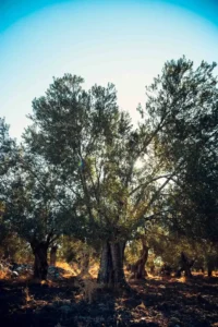 Doğa: Büyülü Dünyaya Yolculuk 10 doga 59