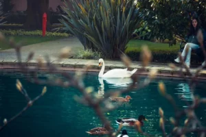 Doğa: Büyülü Dünyaya Yolculuk 31 doga 63