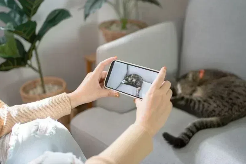 Kanepede uyuyan bir kedinin fotoğrafını çeken kadın, kedi fotoğrafçılığı