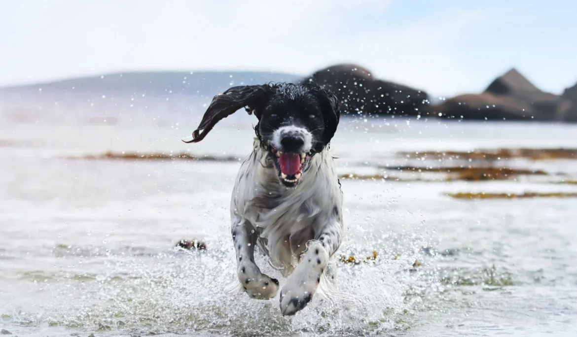 Sahilde suyun içinde koşan, eğlenen enerjik köpek.