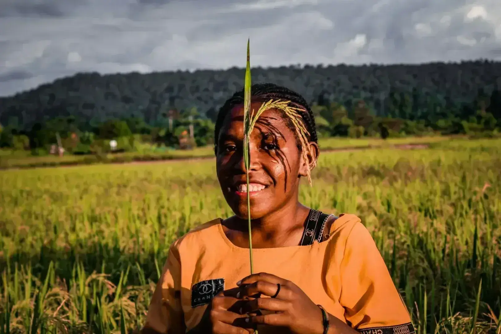 Güneydoğu Asya'daki pirinç tarlasında pirinç sapı tutan gülümseyen çiftçi