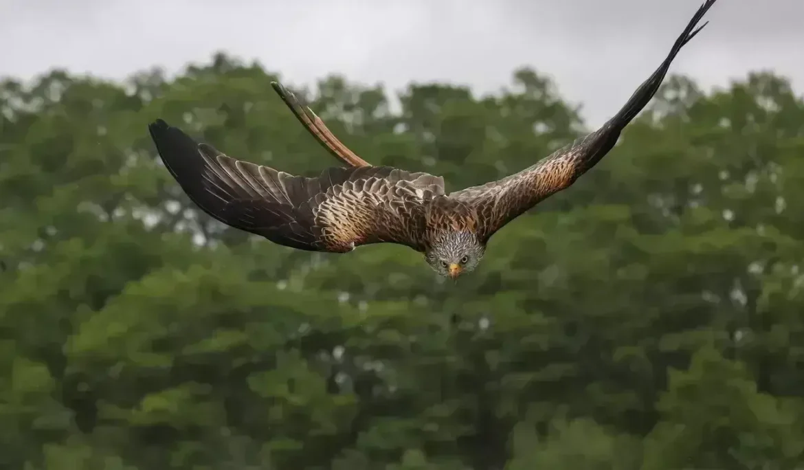 Uçan kırmızı uçurtma, keskin fotoğraflar için keskin detayları sergiliyor