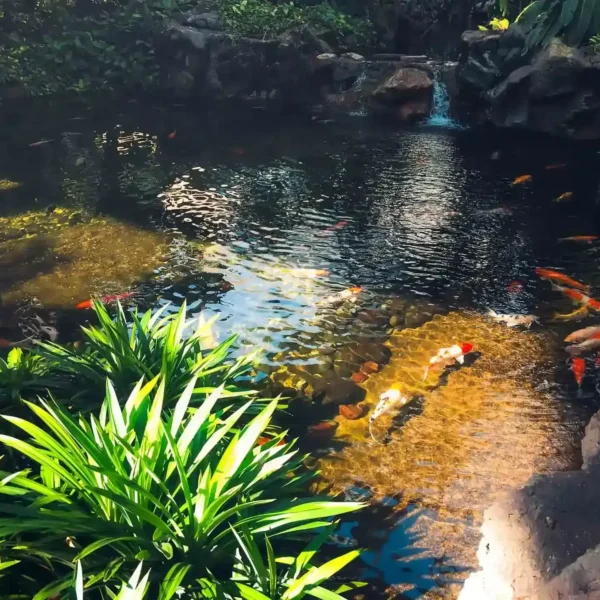 Singapur'da süs balıkları havuzu