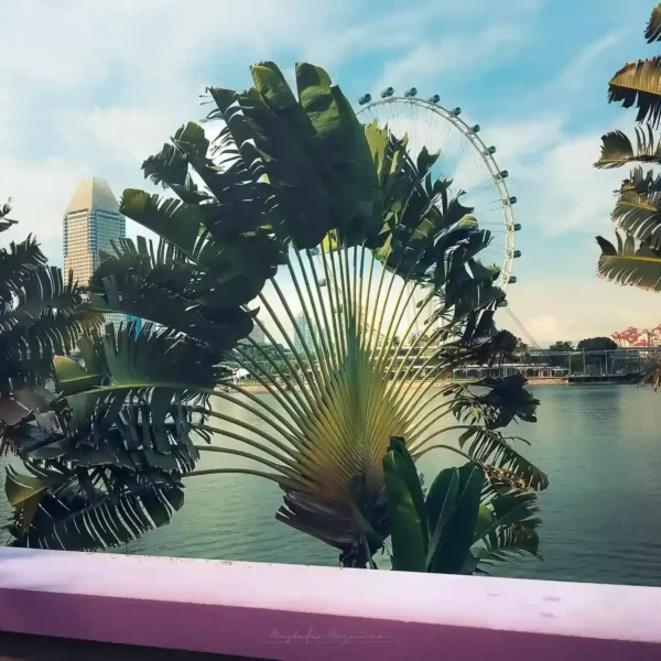 Singapur'da palmiye ve dönme dolap manzarası