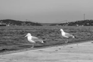 Siyah Beyaz: Zamansız Bir Zarafet 6 siyah beyaz 00006