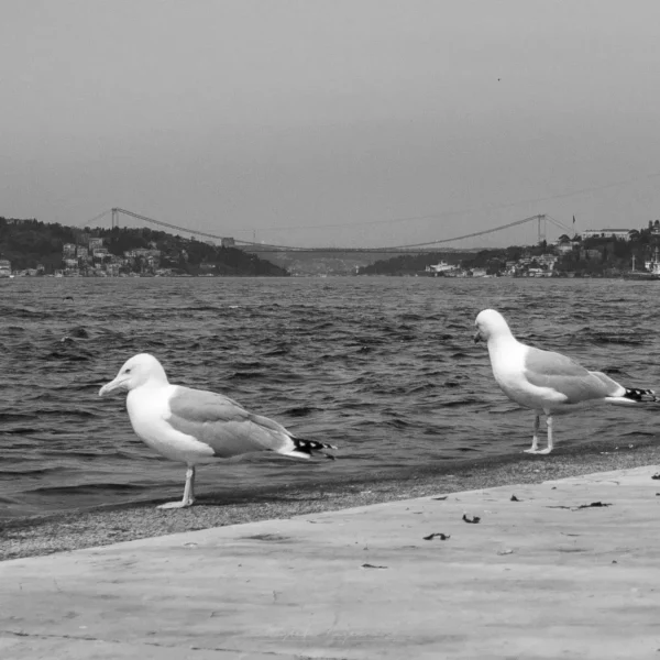 siyah beyaz 00006