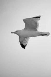 Siyah Beyaz: Zamansız Bir Zarafet 9 siyah beyaz 00008