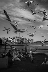 Siyah Beyaz: Zamansız Bir Zarafet 19 siyah beyaz 00013