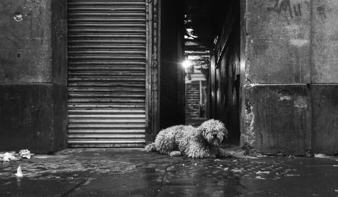 grayscale photo of a long-coated dog lying on the floor