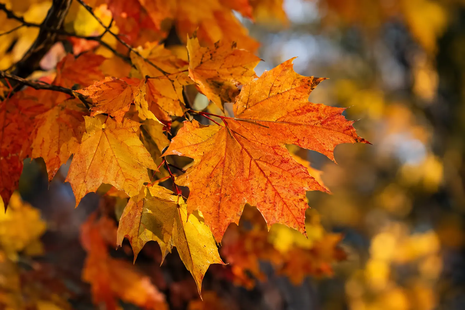 Sonbahar Fotoğrafçılığı: Renkleri Vurgulamanın 9 Yolu 3 Autumn photography editing concept close up of richly textured orange and golden