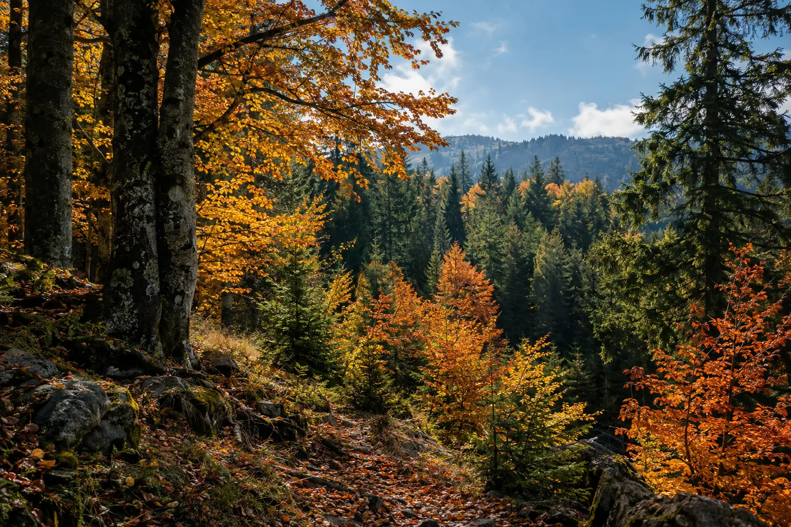 Sonbahar Fotoğrafçılığı: Renkleri Vurgulamanın 9 Yolu 4 Professional autumn landscape photography in a quiet forest vibrant golden yellow