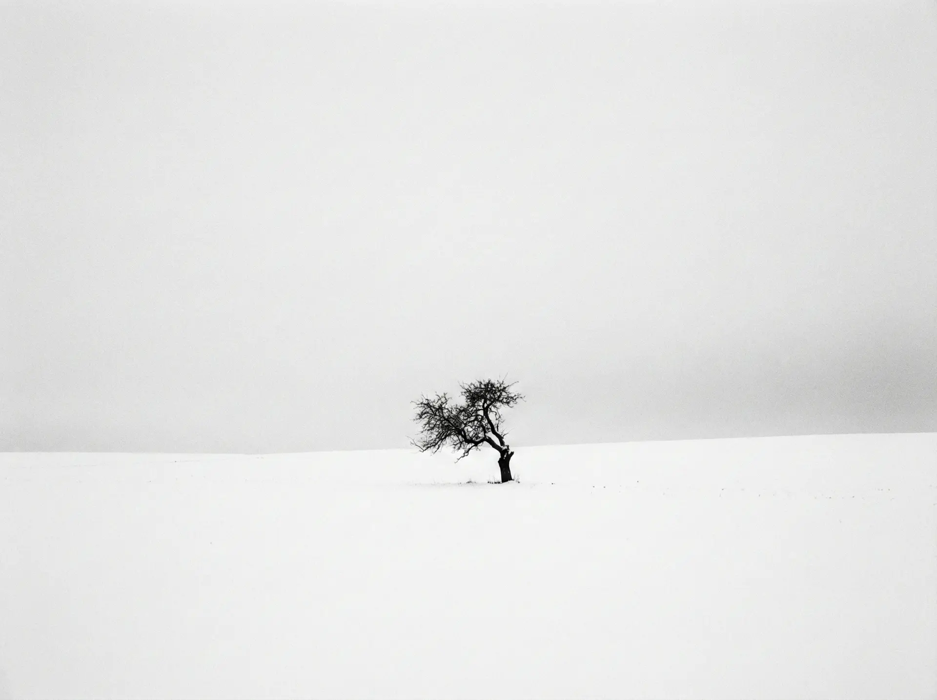 Minimalist winter landscape with single tree in snow, strong negative space, fine art photography